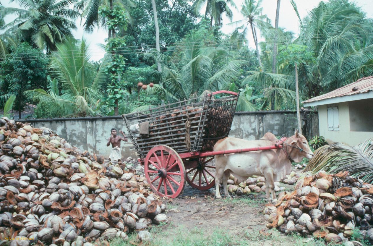 Sri Lanka 1990-051 ramasseur de noix de coco
