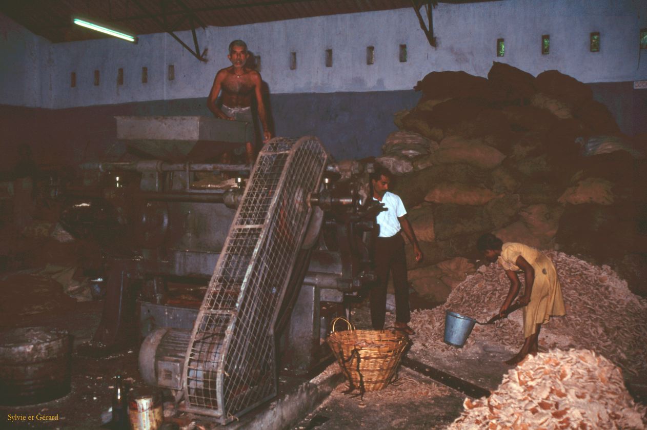 Sri Lanka 1990-052 pressoir pour les noix de coco