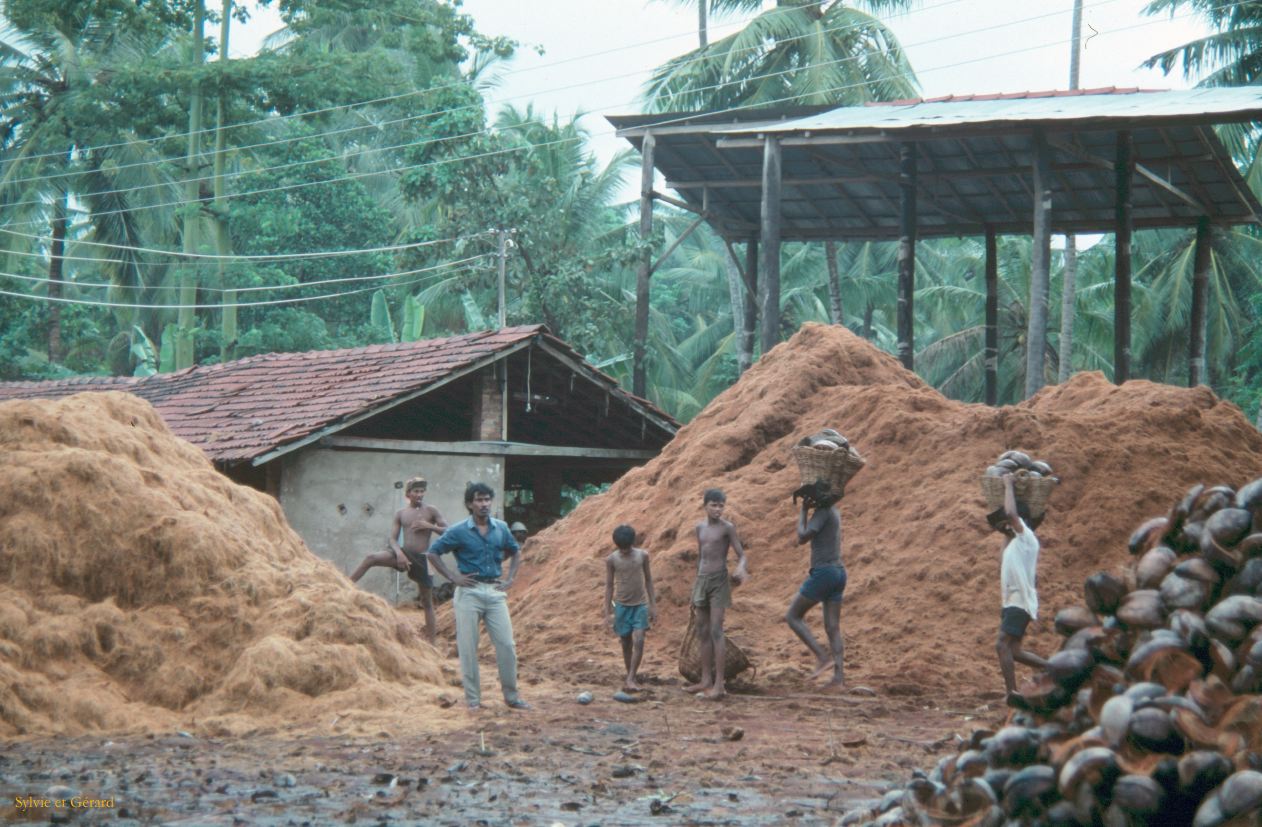 Sri Lanka 1990-054 récupération de la fibre