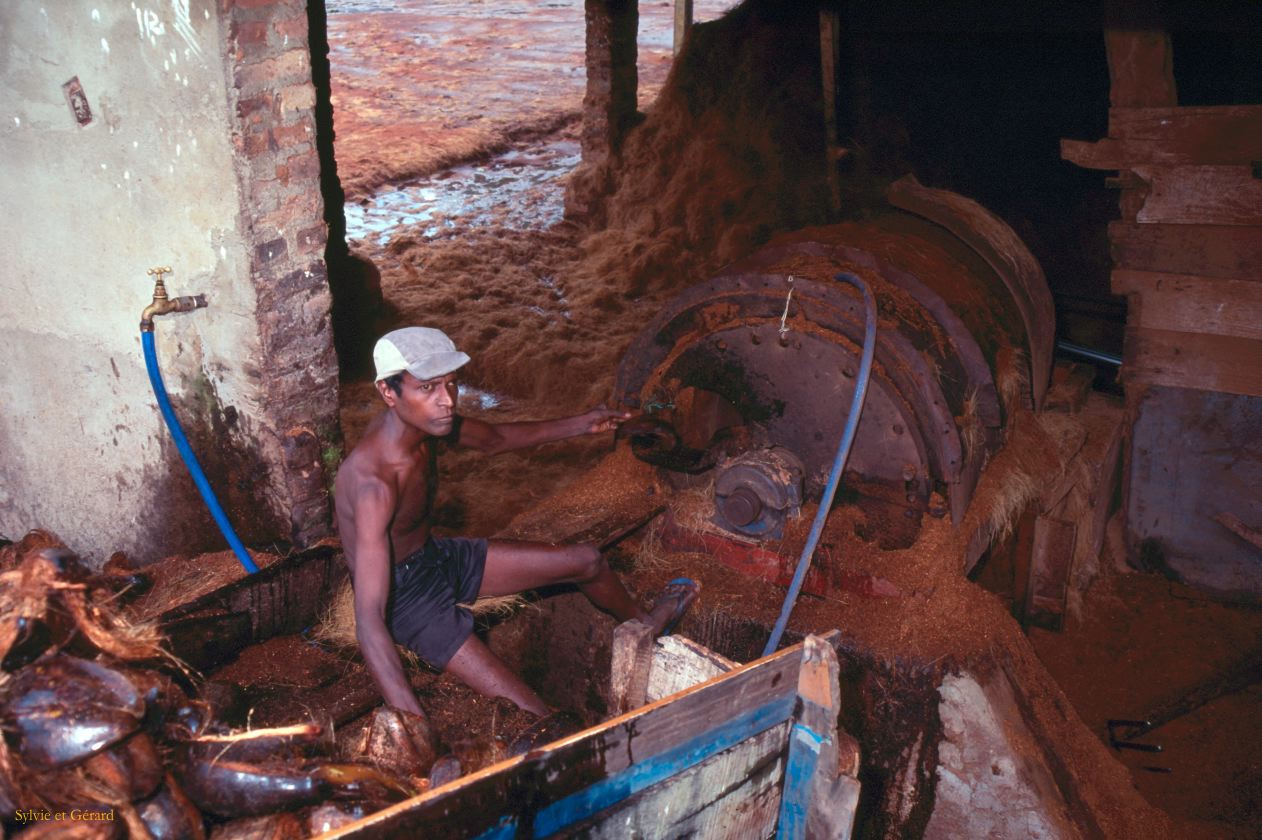 Sri Lanka 1990-056 récupération de la fibre