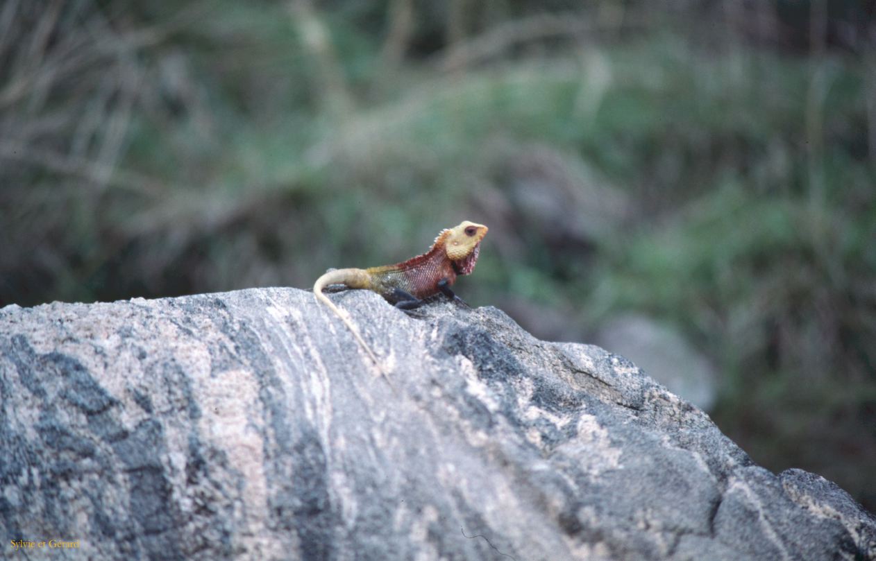 Sri Lanka 1990-074 lézard