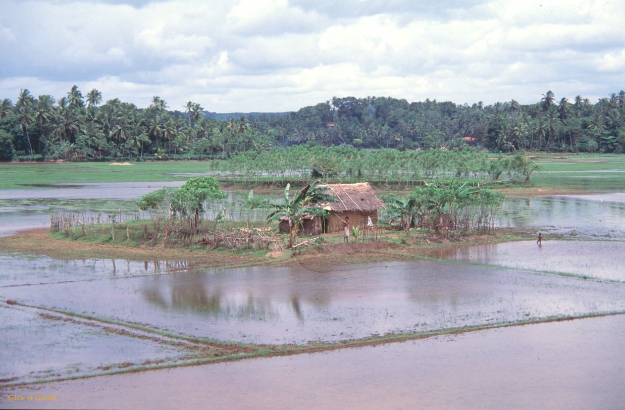 Sri Lanka 1990-075 maison dans les rizieres