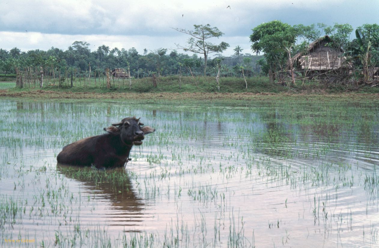 Sri Lanka 1990-077 buffle