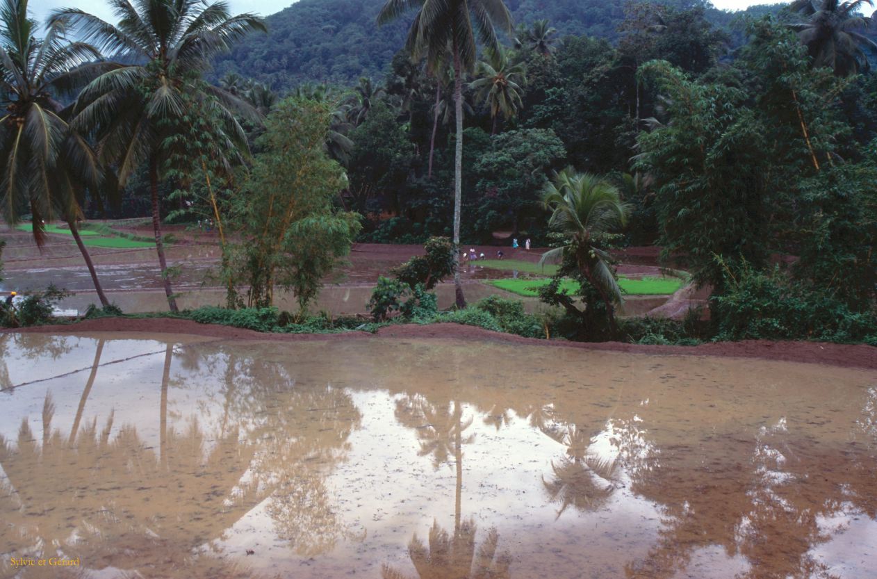 Sri Lanka 1990-078 rizière