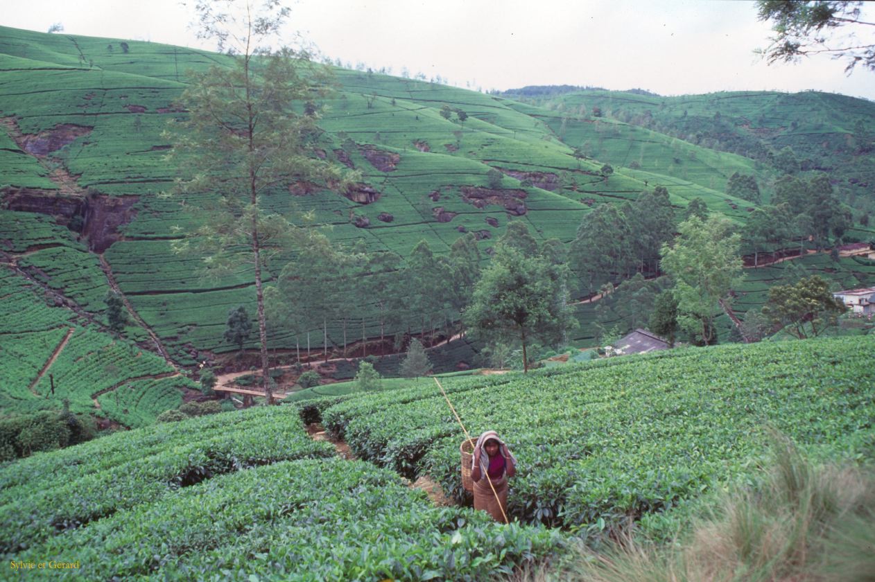 Sri Lanka 1990-090 champs de thé