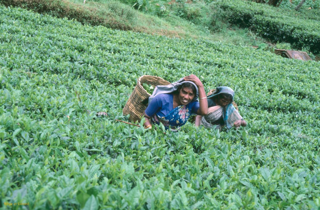 Sri Lanka 1990-093 cueilleuses 