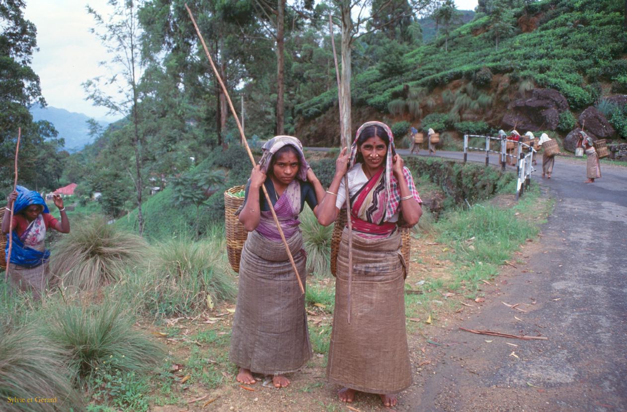 Sri Lanka 1990-094 cueilleuses