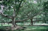 Sri Lanka 1990-129 arbre