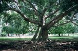 Sri Lanka 1990-130 arbre