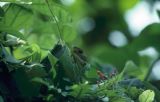 Sri Lanka 1990-171 lézard