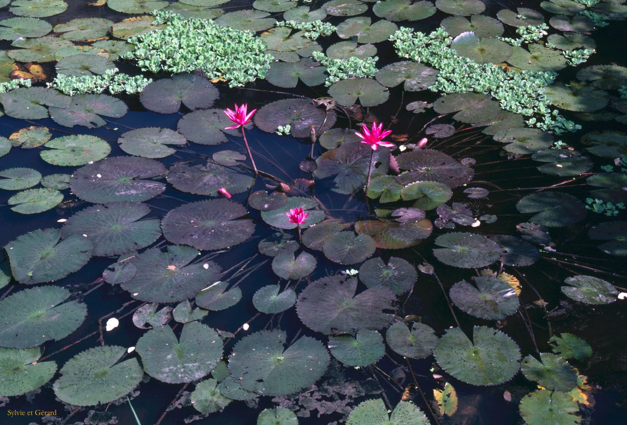 Sukhothai nénuphar Thaïlande -133