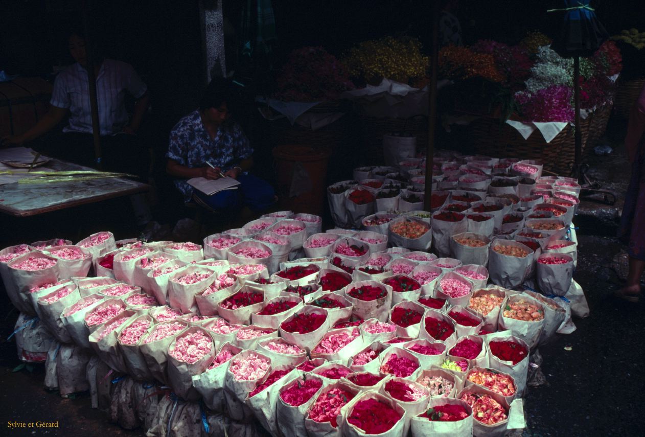 Bangkok roses Thaïlande -022