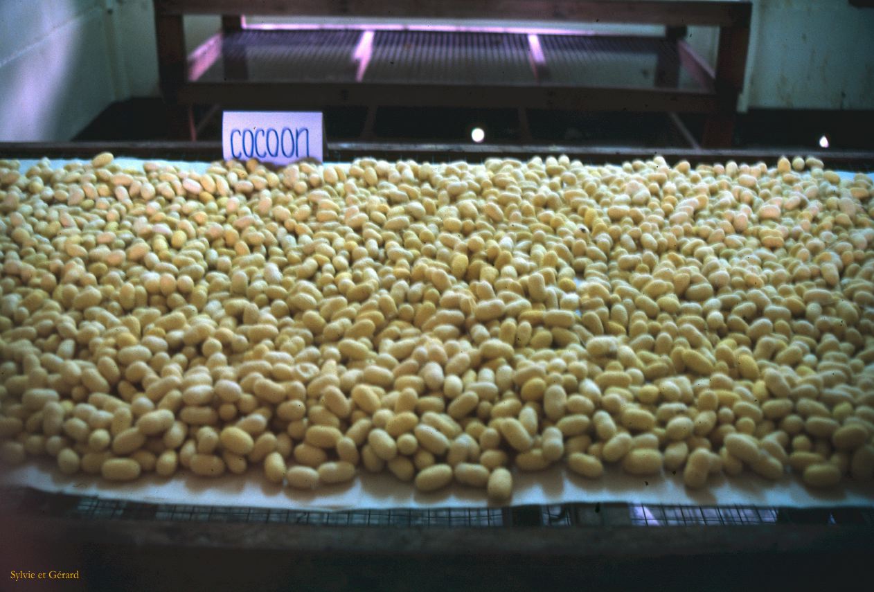 Chiang Mai village de la soie Thaïlande -106