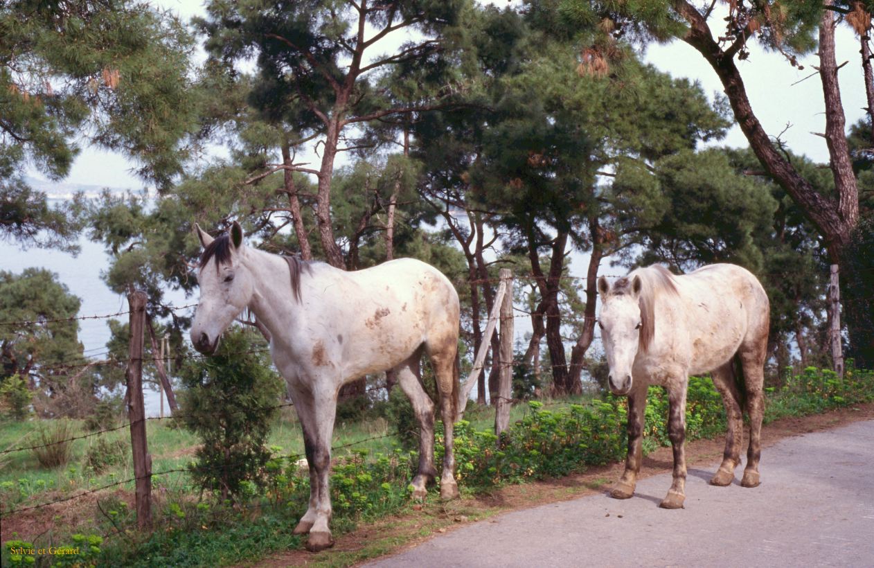 Turquie 2000-101  Istanbul  le Bosphore l'île aux princes