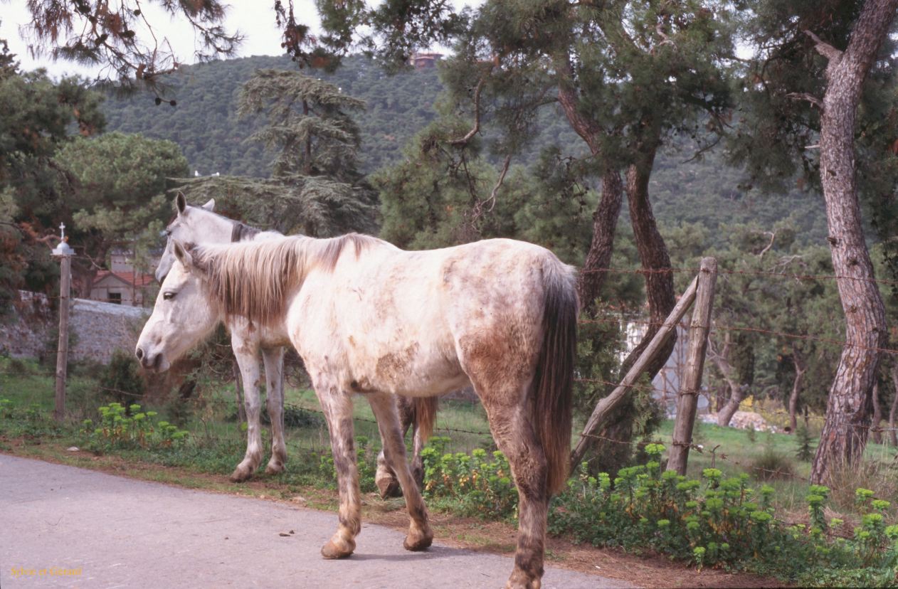 Turquie 2000-104  Istanbul  le Bosphore l'île aux princes