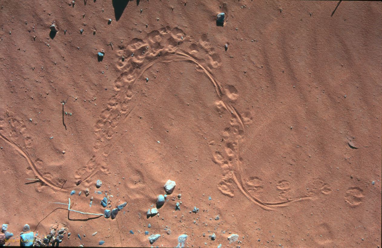 Great Sand Dunes NP Colorado USA 1996-392