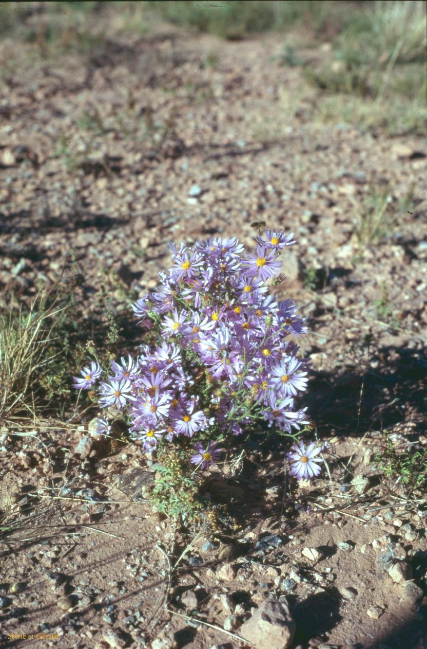 Mexican Hat Utah USA 1996-367