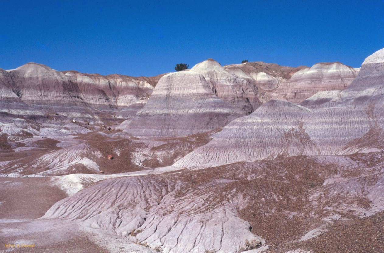 Petrified Forest NP Arizona USA 1996-237