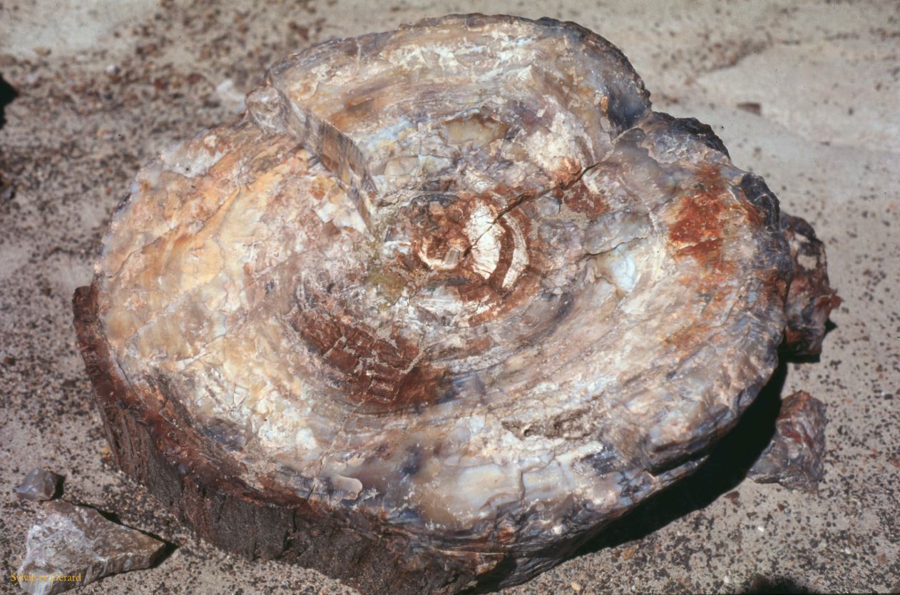 Petrified Forest NP Arizona USA 1996-251