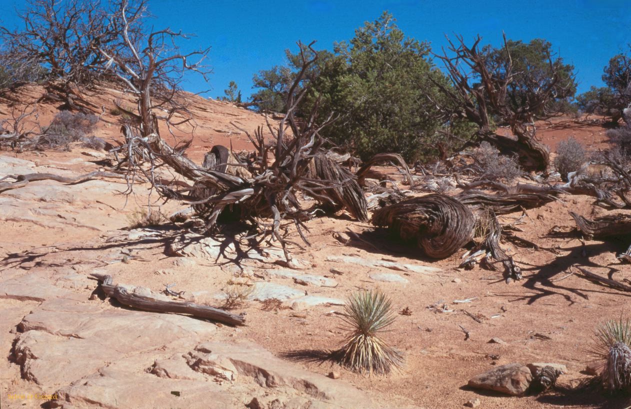 Vallée de la Mort USA 1996-002