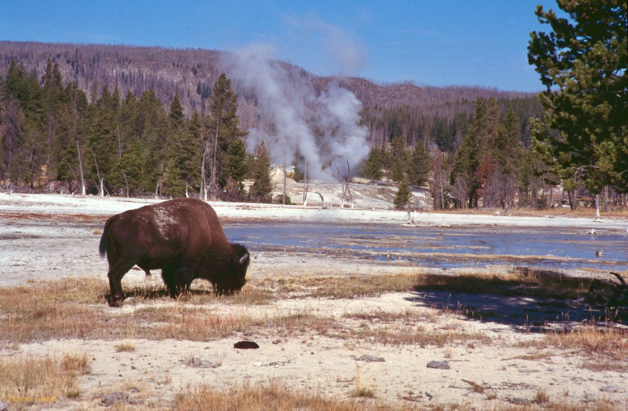 Yellowstone NP Wyoming  USA 1996-046