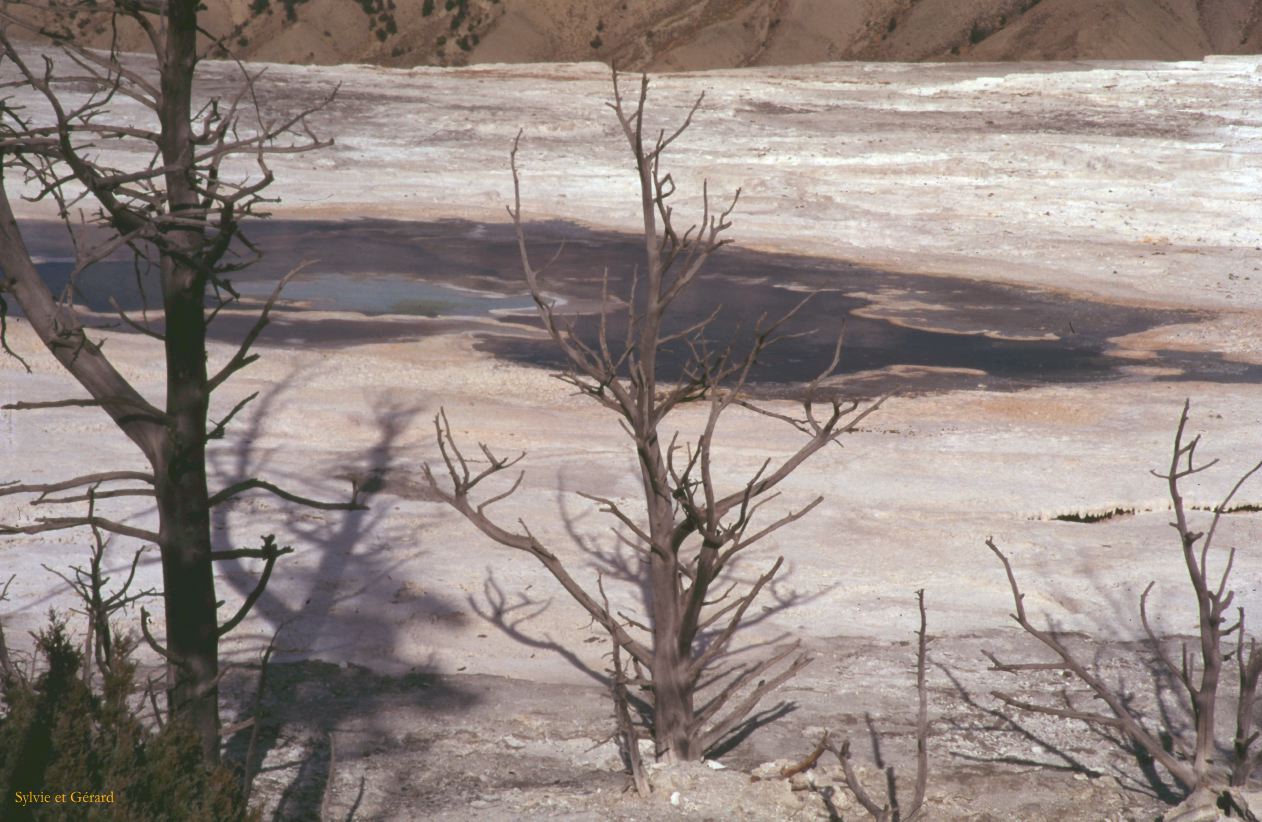 Yellowstone NP Wyoming  USA 1996-066