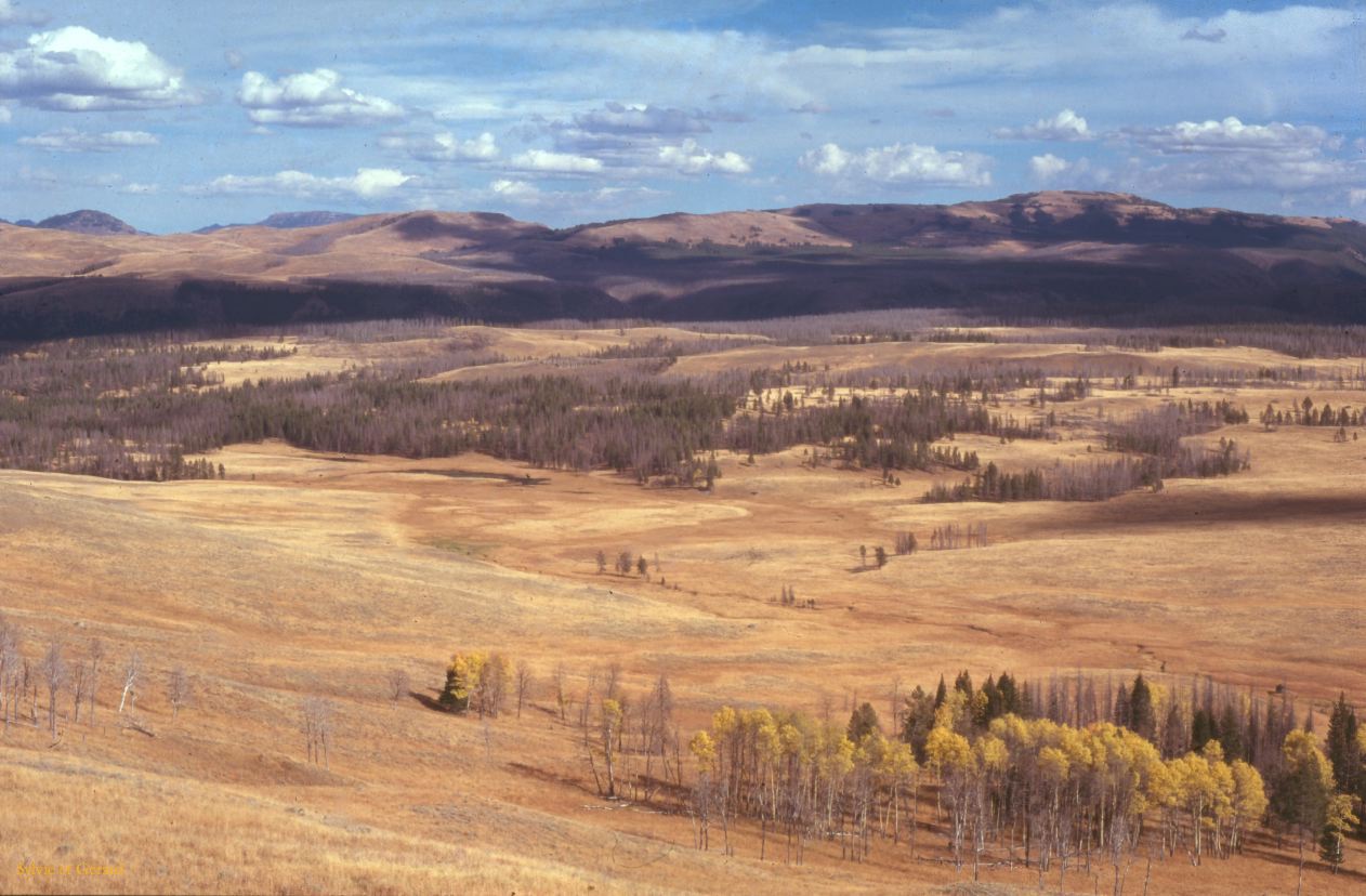 Yellowstone NP Wyoming  USA 1996-075