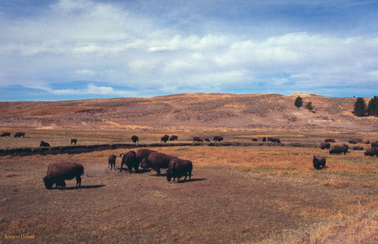 Yellowstone NP Wyoming  USA 1996-078