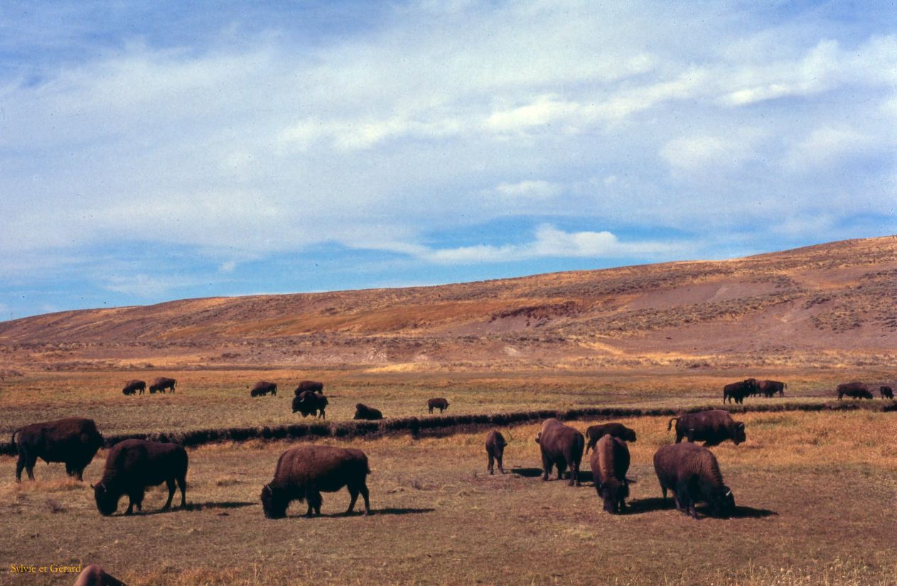 Yellowstone NP Wyoming  USA 1996-081