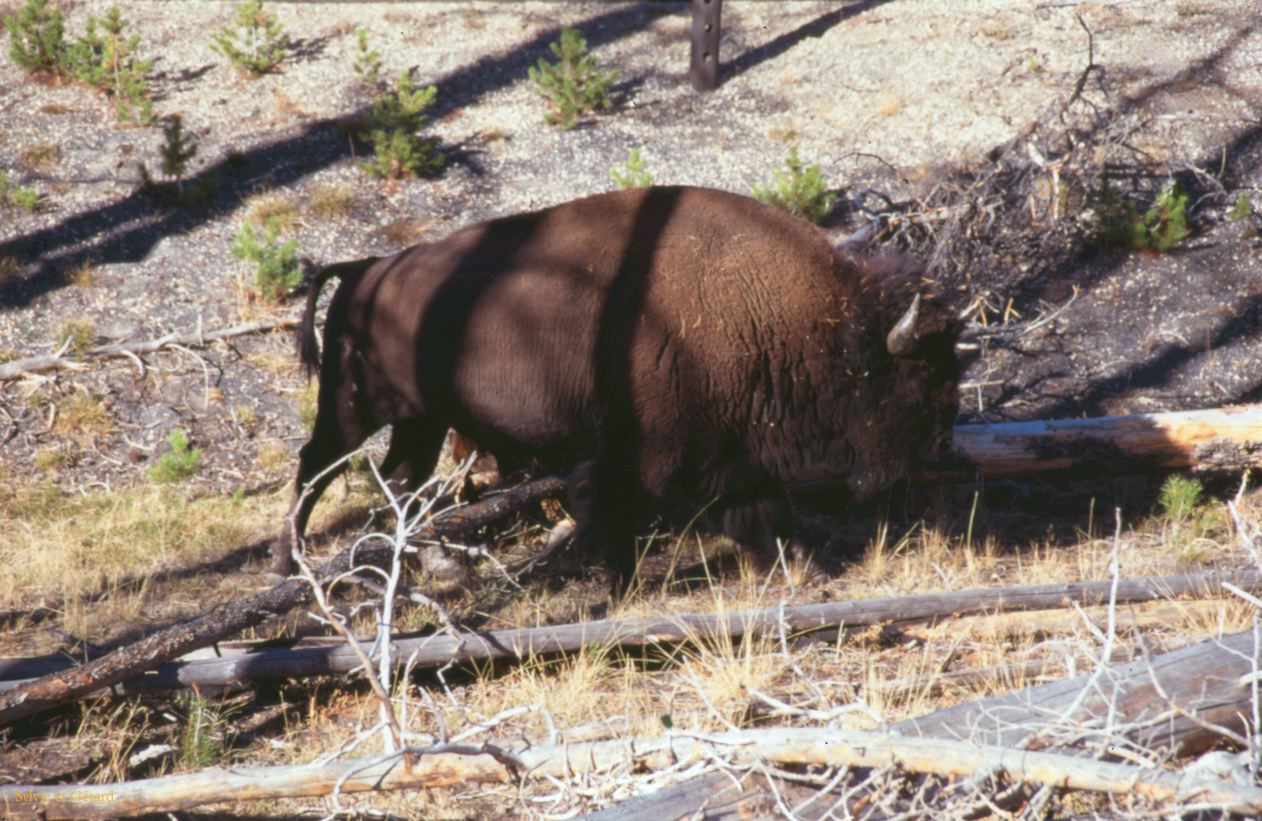 Yellowstone NP Wyoming  USA 1996-084