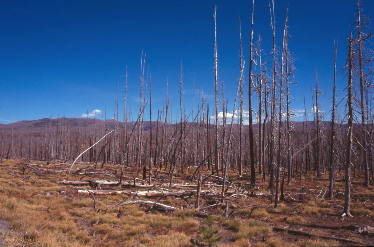 Yellowstone NP Wyoming  USA 1996-085