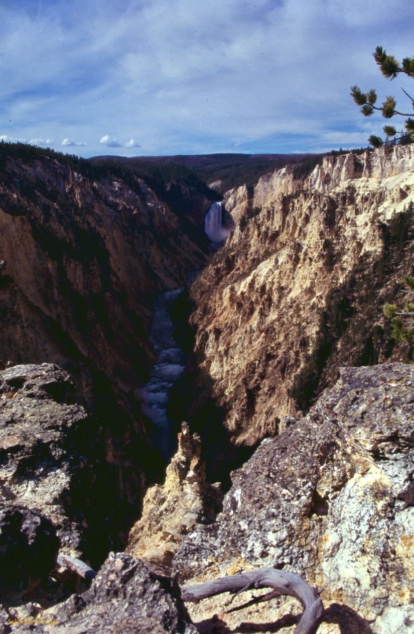 Yellowstone NP Wyoming  USA 1996-089