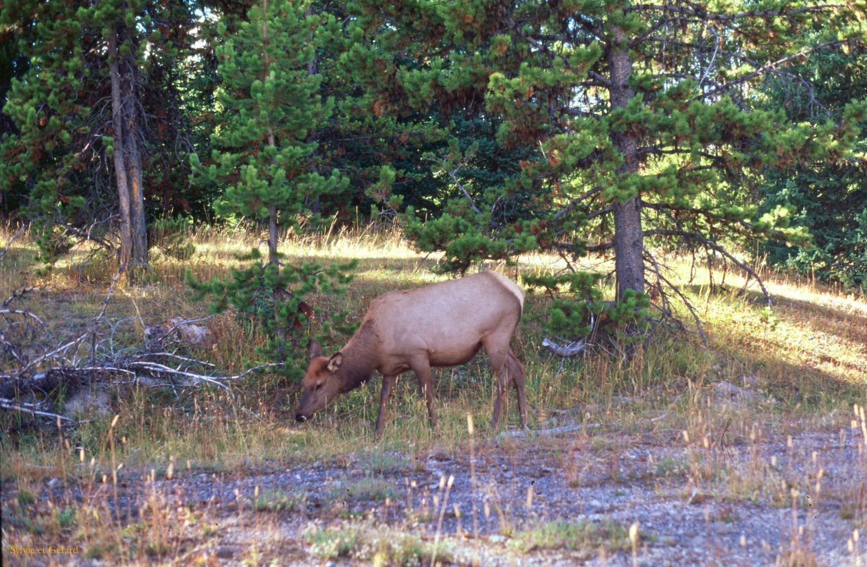 Yellowstone NP Wyoming  USA 1996-101