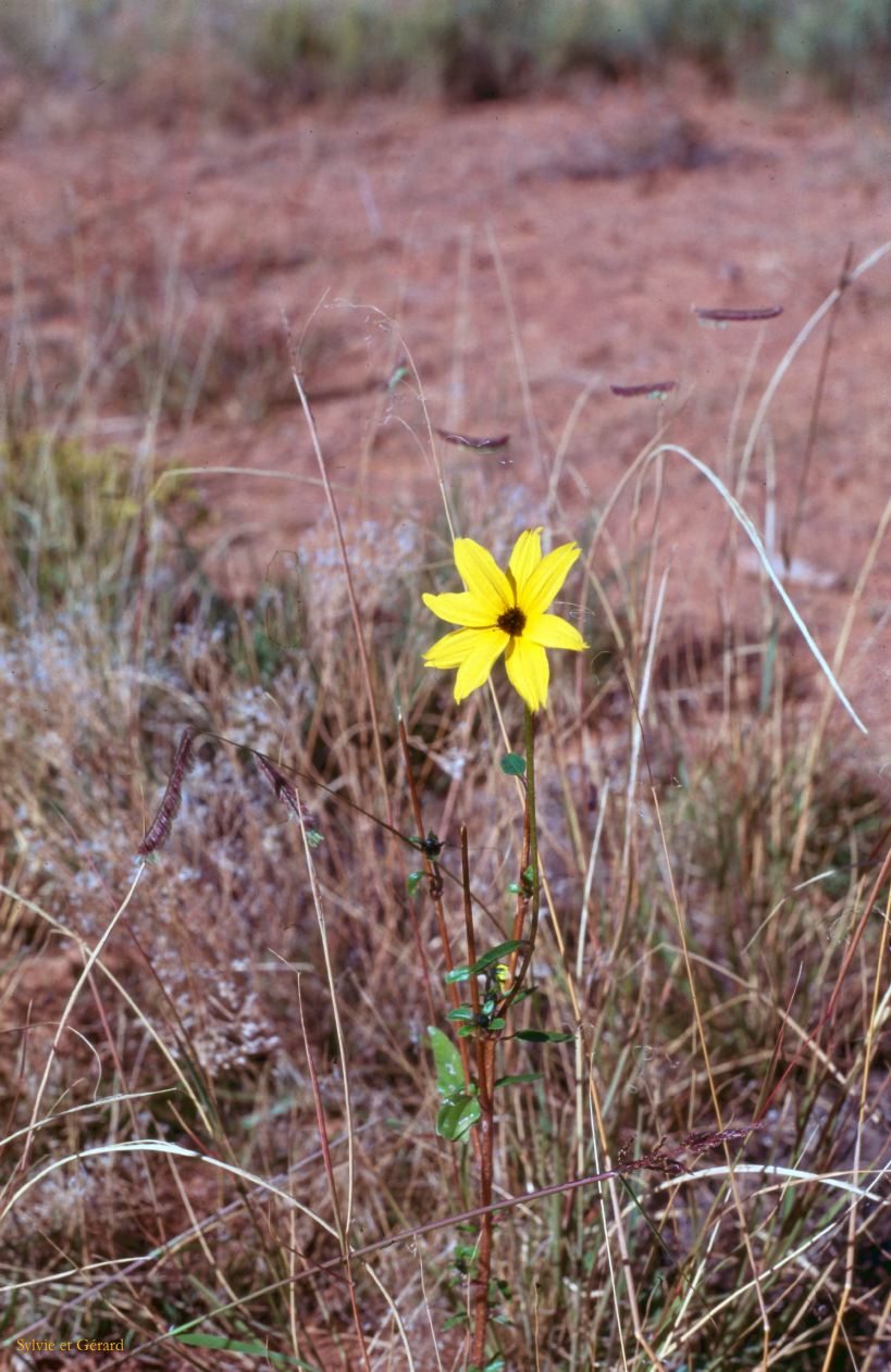 Canyon de Chelly Arizona USA 1996-225