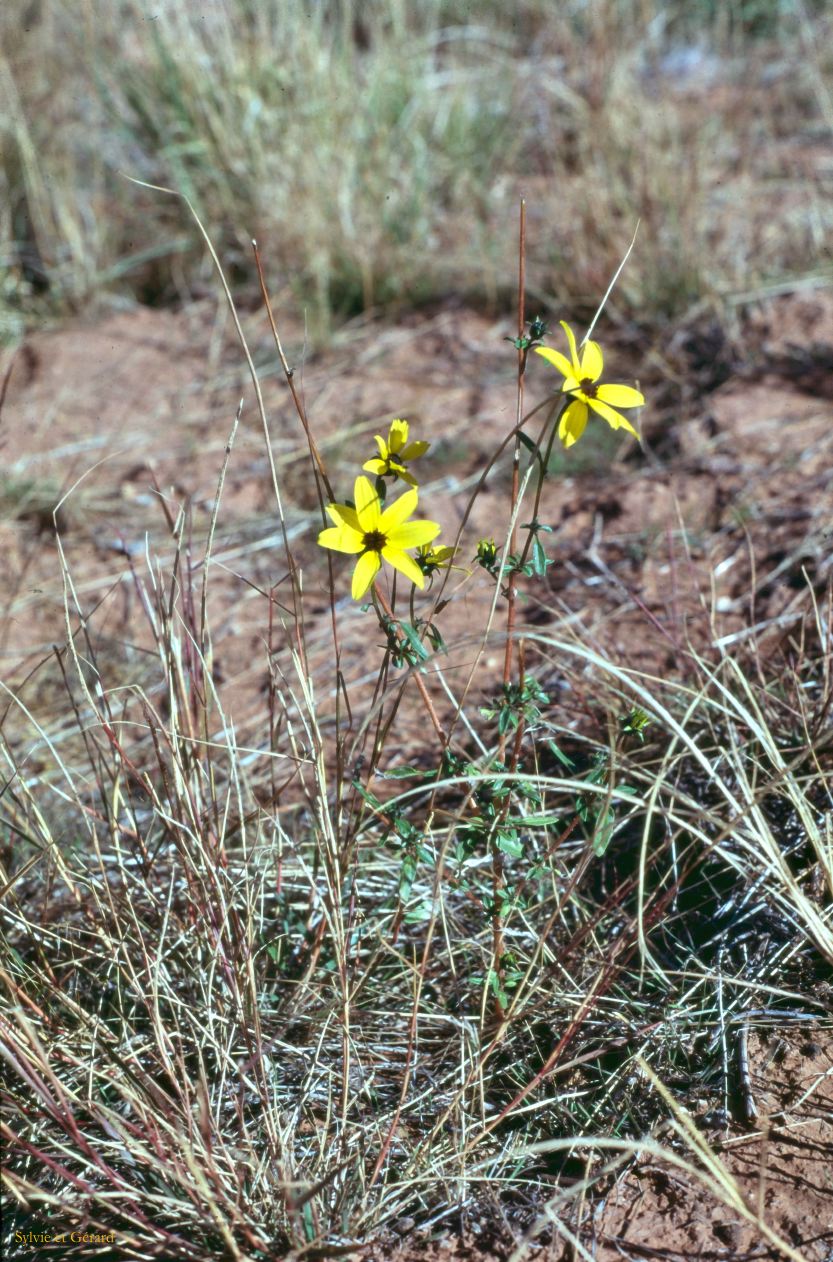 Canyonland NP Utah USA 1996-224