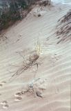 Great Sand Dunes NP Colorado USA 1996-393