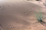 Great Sand Dunes NP Colorado USA 1996-395