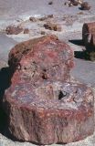 Petrified Forest NP Arizona USA 1996-248