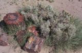 Petrified Forest NP Arizona USA 1996-252