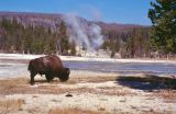 Yellowstone NP Wyoming  USA 1996-046