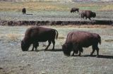 Yellowstone NP Wyoming  USA 1996-079