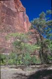 Zion NP Utah USA 1996-372