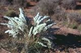 Canyon Land Utah USA 1996-179