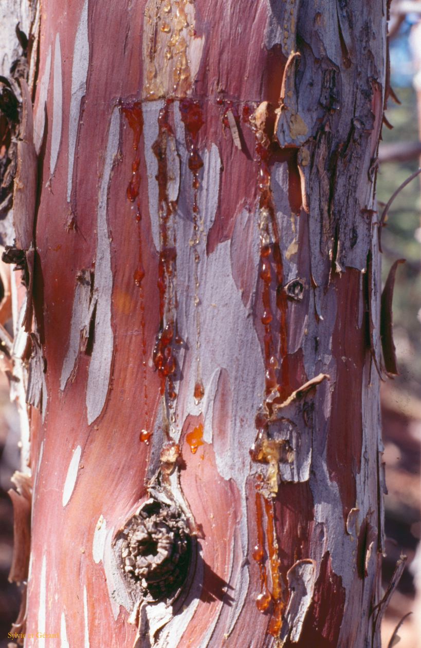 USA 1997-103 écorce d'arbre