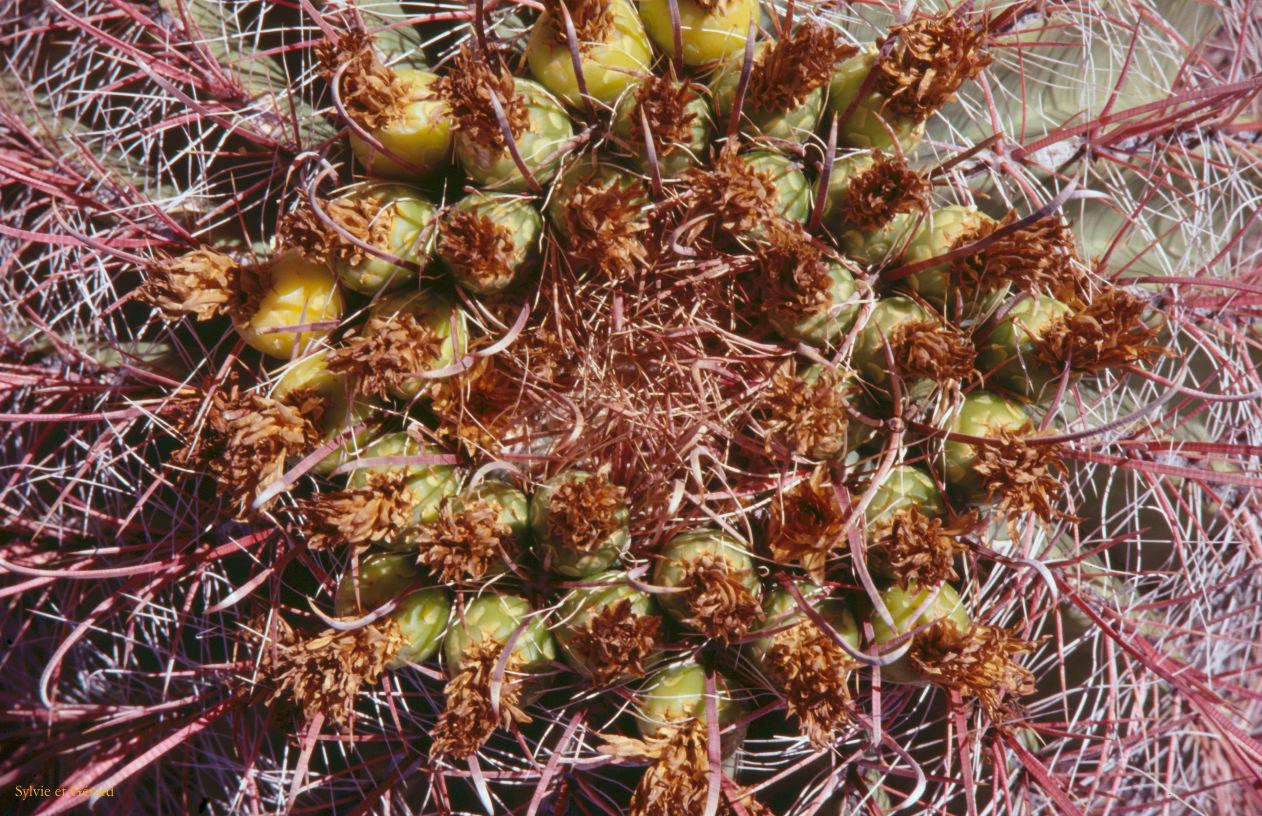 USA 1997-110 cactus