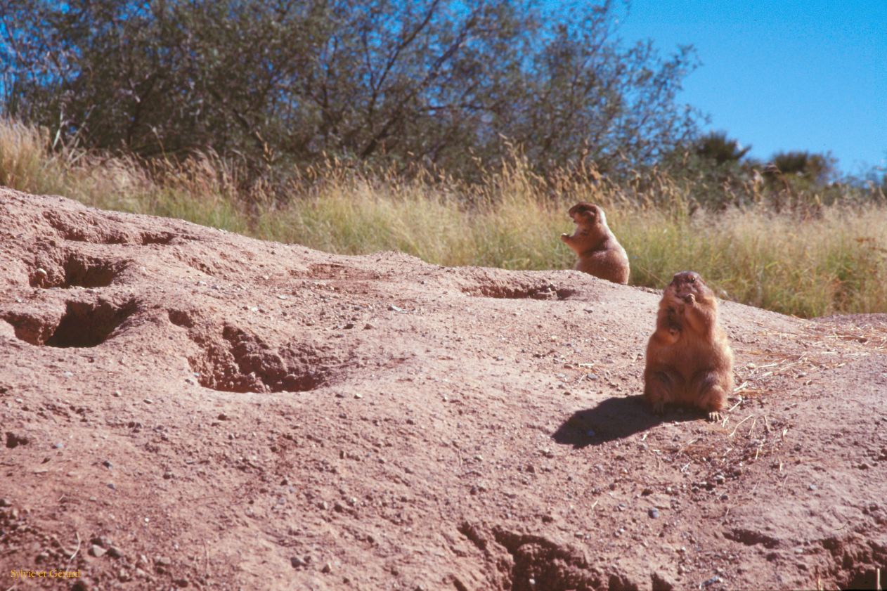 USA 1997-117 chiens de prairie