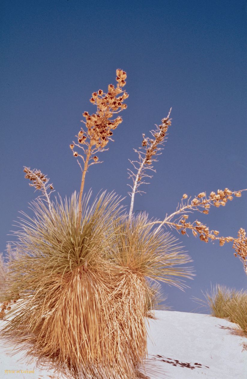 USA 1997-130 White Sands NP Nouveau Mexique
