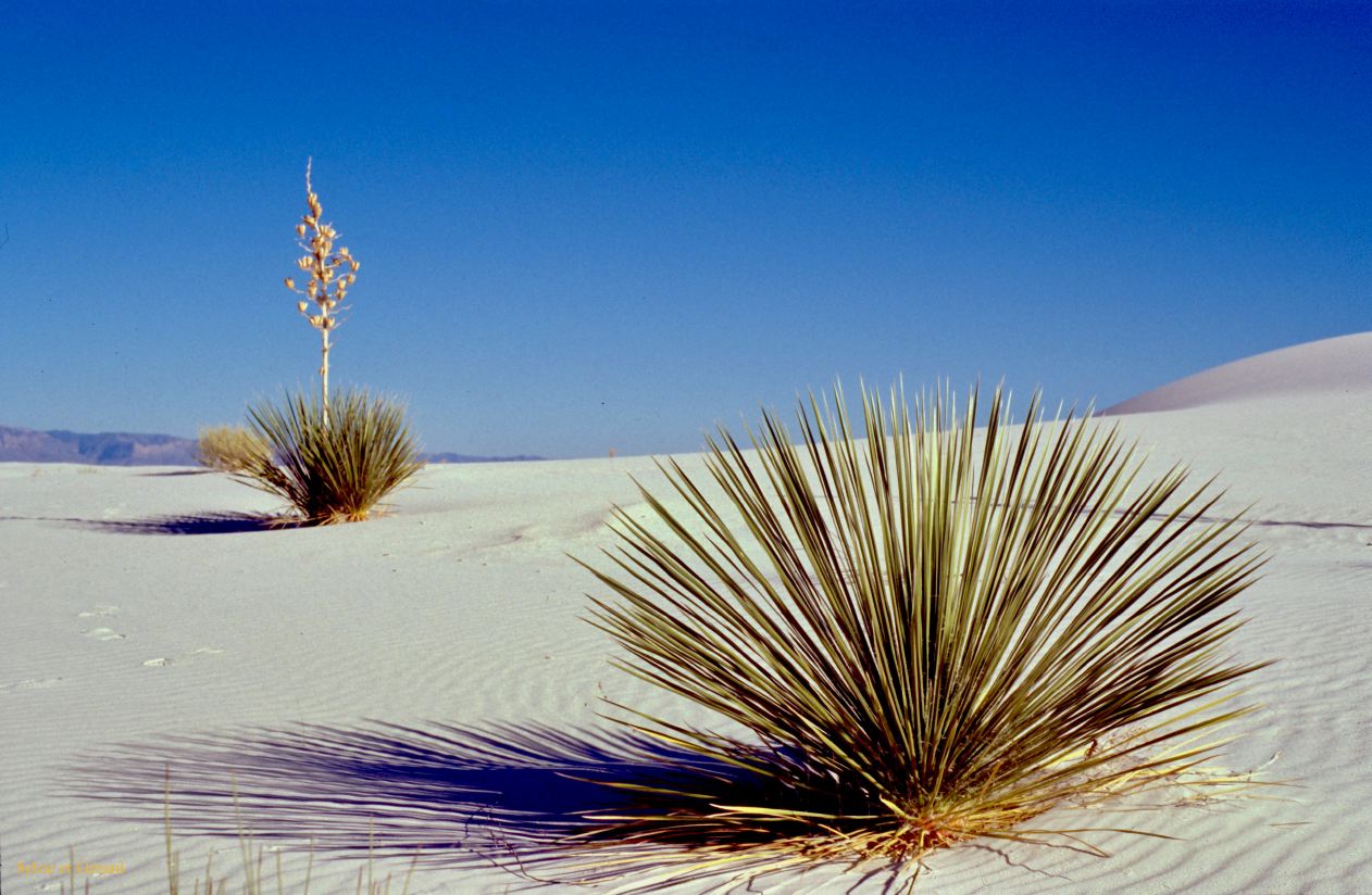 USA 1997-132 White Sands NP Nouveau Mexique