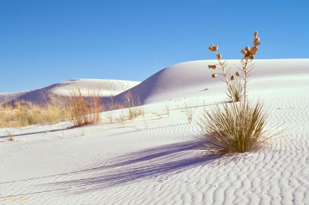 USA 1997-133 White Sands NP Nouveau Mexique