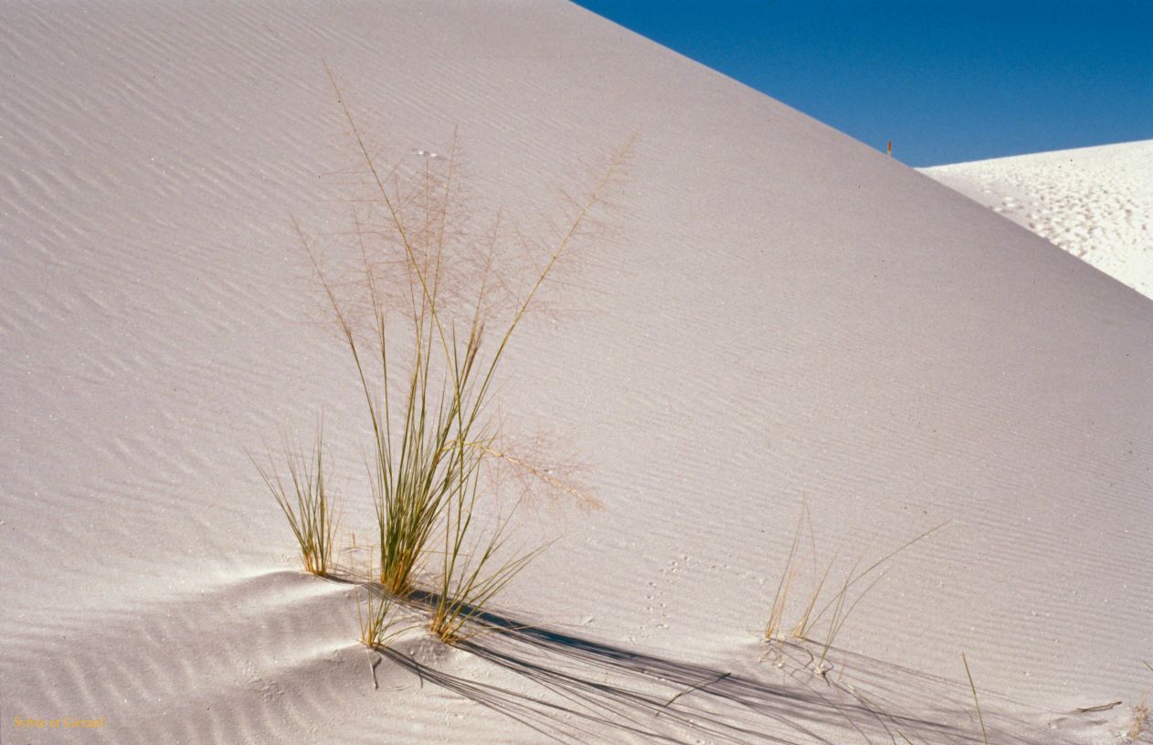 USA 1997-134 White Sands NP Nouveau Mexique